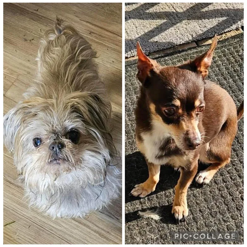 A senior small-sized female Shih Tzu dog named Tanner And Amara for adoption in Ferndale, WA