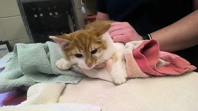 A baby medium-sized male Domestic Medium Hair cat named Orange Juice for adoption in Huntsville, AL