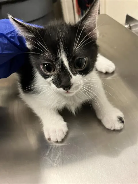 A baby small-sized male Domestic Short Hair cat named Michelangelo for adoption in Long Beach, CA