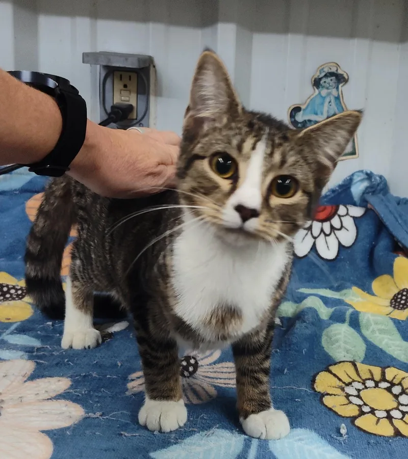 A young medium-sized female Tabby cat named Gallagher for adoption in Claremore, OK