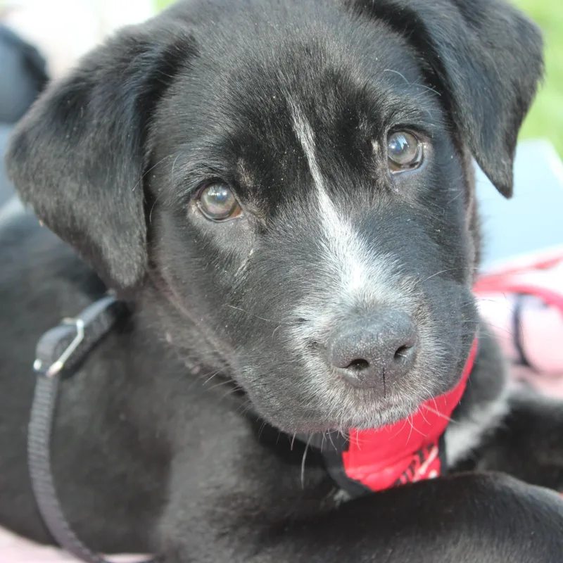 A baby medium-sized male Black Labrador Retriever dog named Teddy for adoption in Carmel, NY