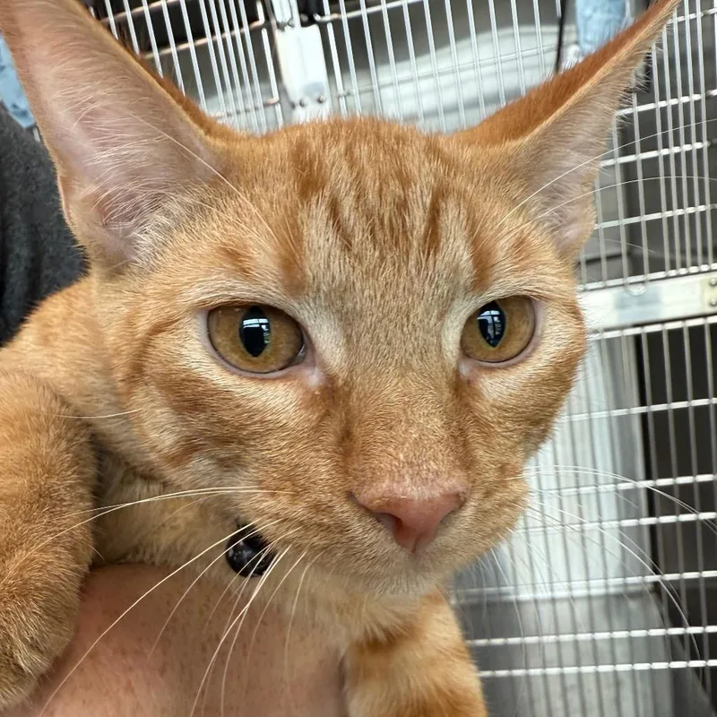 Klaus