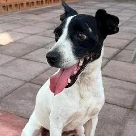 A young medium-sized female Black Terrier dog named Lucia for adoption in San Diego, CA