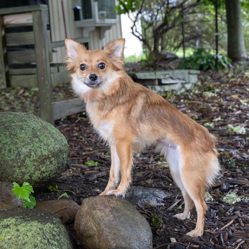 A young small-sized female Pomeranian dog named Floof for adoption in McKean, PA