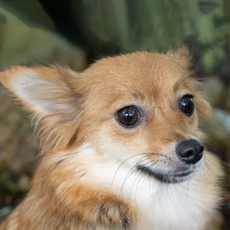 Floof thumbnail 6