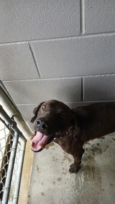 An adult medium-sized male Plott Hound dog named Pedro for adoption in Marshall, NC