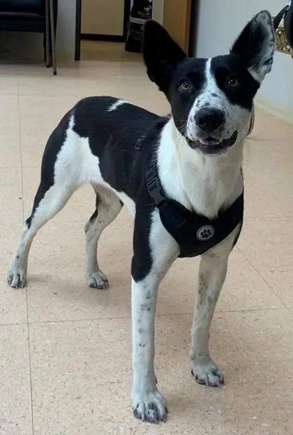 An adult medium-sized female Cattle Dog dog named Barbie for adoption in Tyler, TX