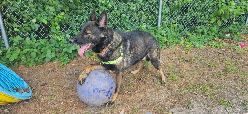 An adult large-sized male Black German Shepherd Dog dog named Dylan for adoption in Attleboro, MA