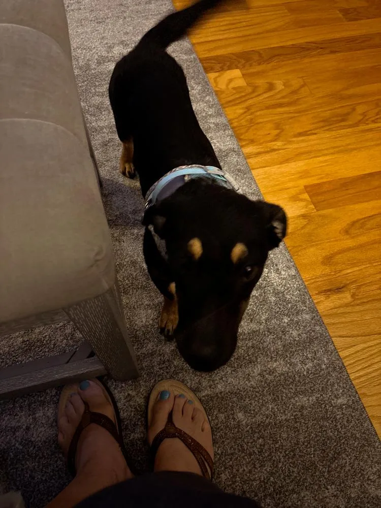 A young small-sized female Chihuahua dog named Jolene for adoption in St. Petersburg, FL