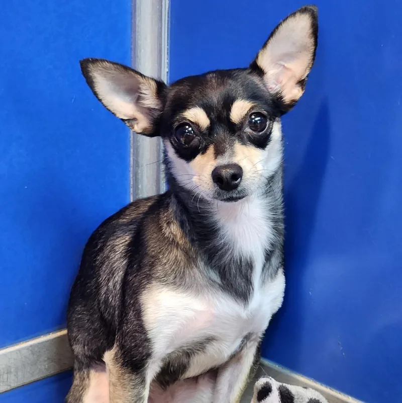 A young small-sized female Chihuahua dog named Harley for adoption in Walnutport, PA