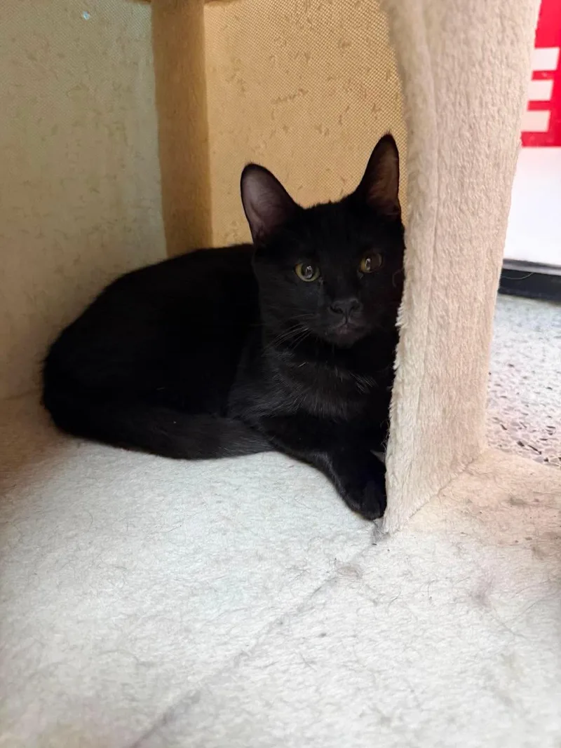 A baby small-sized female Black Domestic Short Hair cat named Guava Berri for adoption in Chandler, AZ