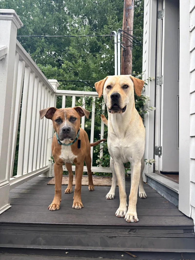 Rico Gdp thumbnail 3