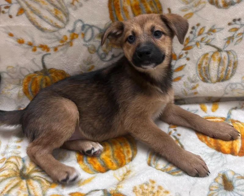 A baby small-sized female Chow Chow dog named Siren for adoption in Madison, GA