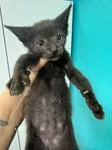 A young medium-sized male Black Domestic Short Hair cat named Mischief for adoption in Chico, CA