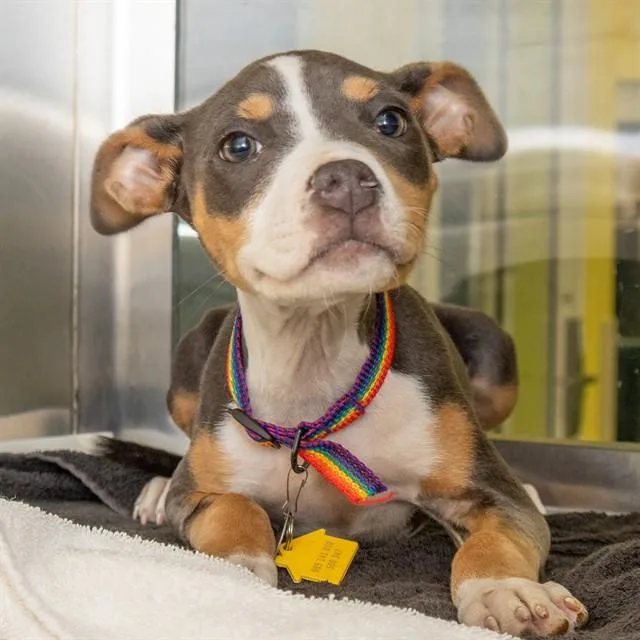 A baby small-sized female Pit Bull Terrier dog named Zinnia for adoption in St. Louis, MO