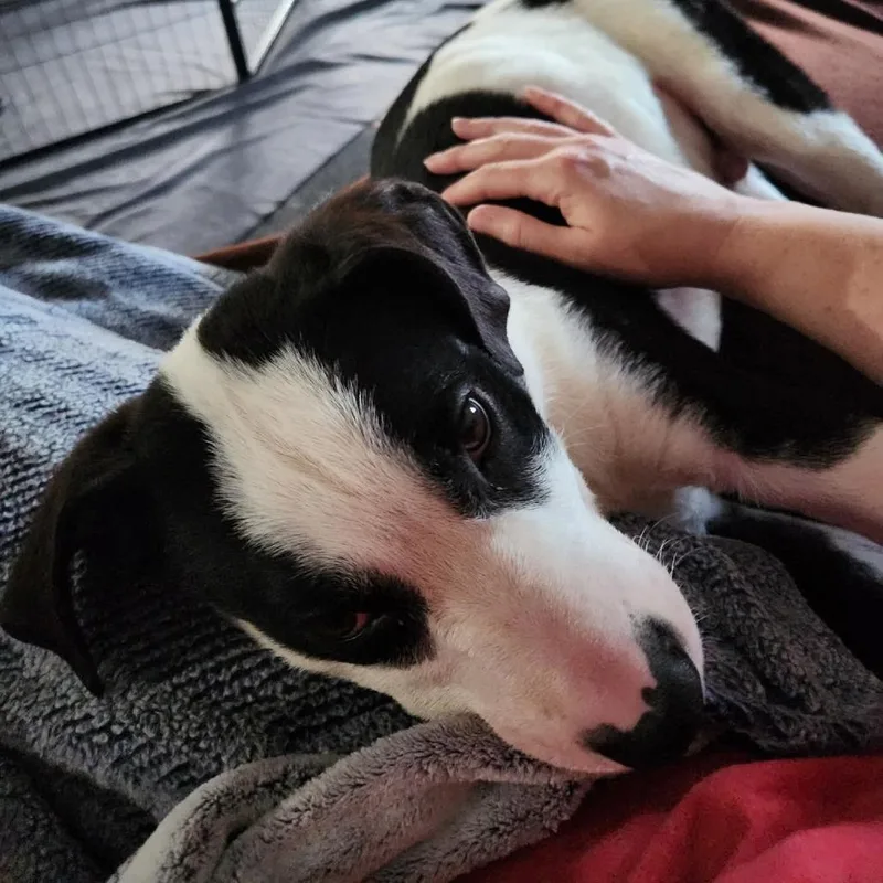 A young medium-sized male Black Labrador Retriever dog named Stanford for adoption in Normal, IL