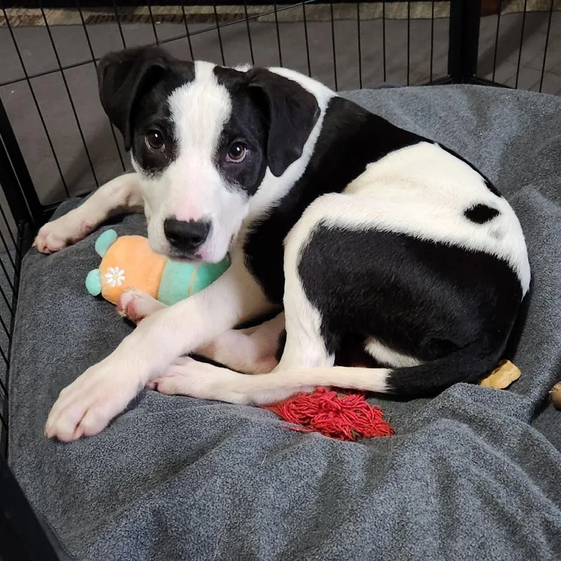 Stanford thumbnail 2