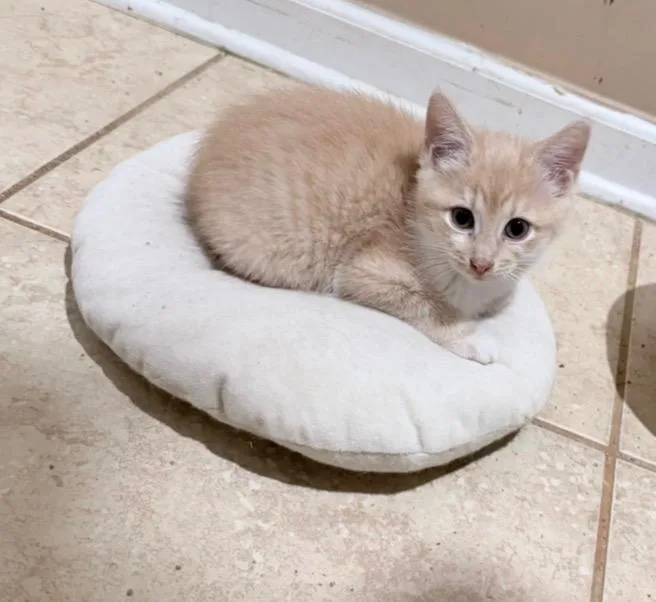 A baby medium-sized female Buff / Tan / Fawn Domestic Short Hair cat named Lily for adoption in Lawrenceville, GA