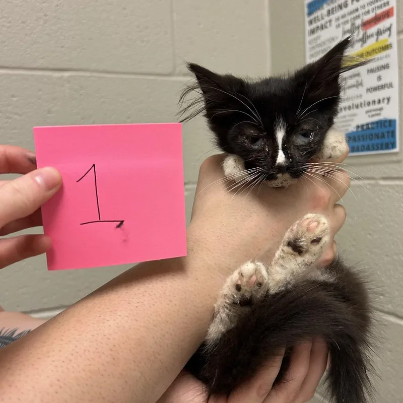 A baby small-sized female Black Domestic Long Hair cat named Rita for adoption in Bristol, IN