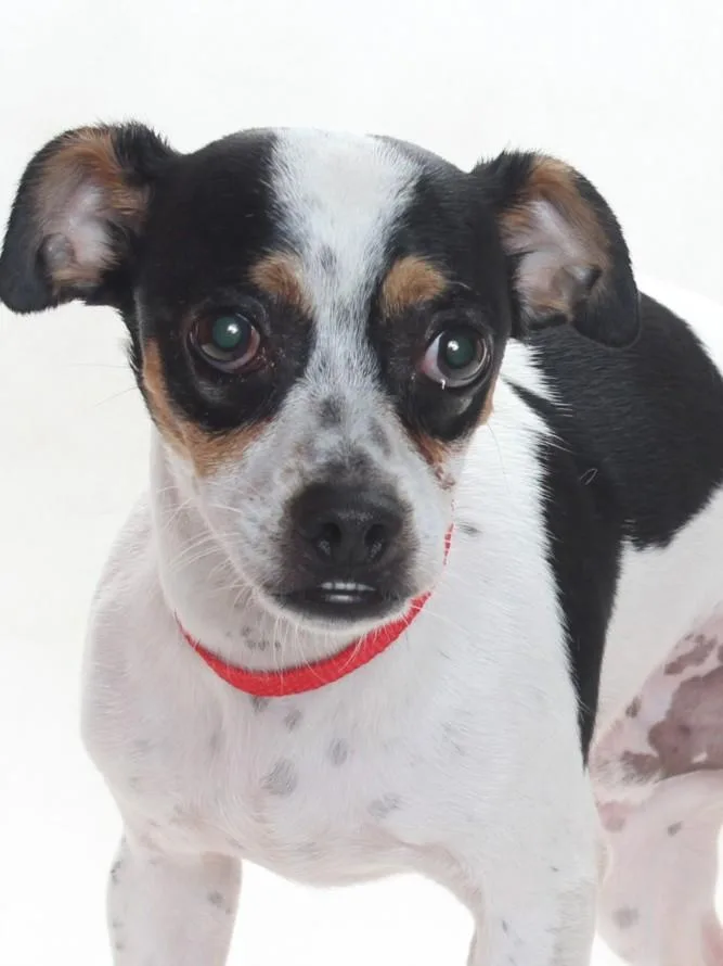 An adult small-sized male Parson Russell Terrier dog named Joey for adoption in Burbank, CA