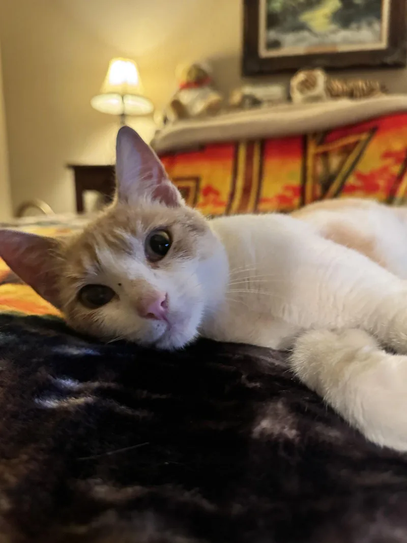 An adult medium-sized female Orange & White Domestic Short Hair cat named Ezri for adoption in Vacaville, CA