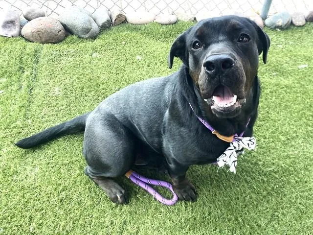 A young large-sized male Labrador Retriever dog named Flubber for adoption in Mesa, AZ
