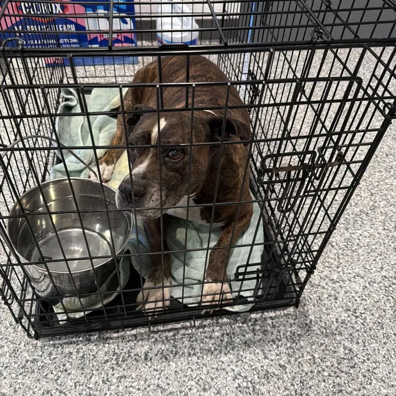 A senior small-sized female Brindle Mixed Breed dog named Zena for adoption in Port Charlotte, FL