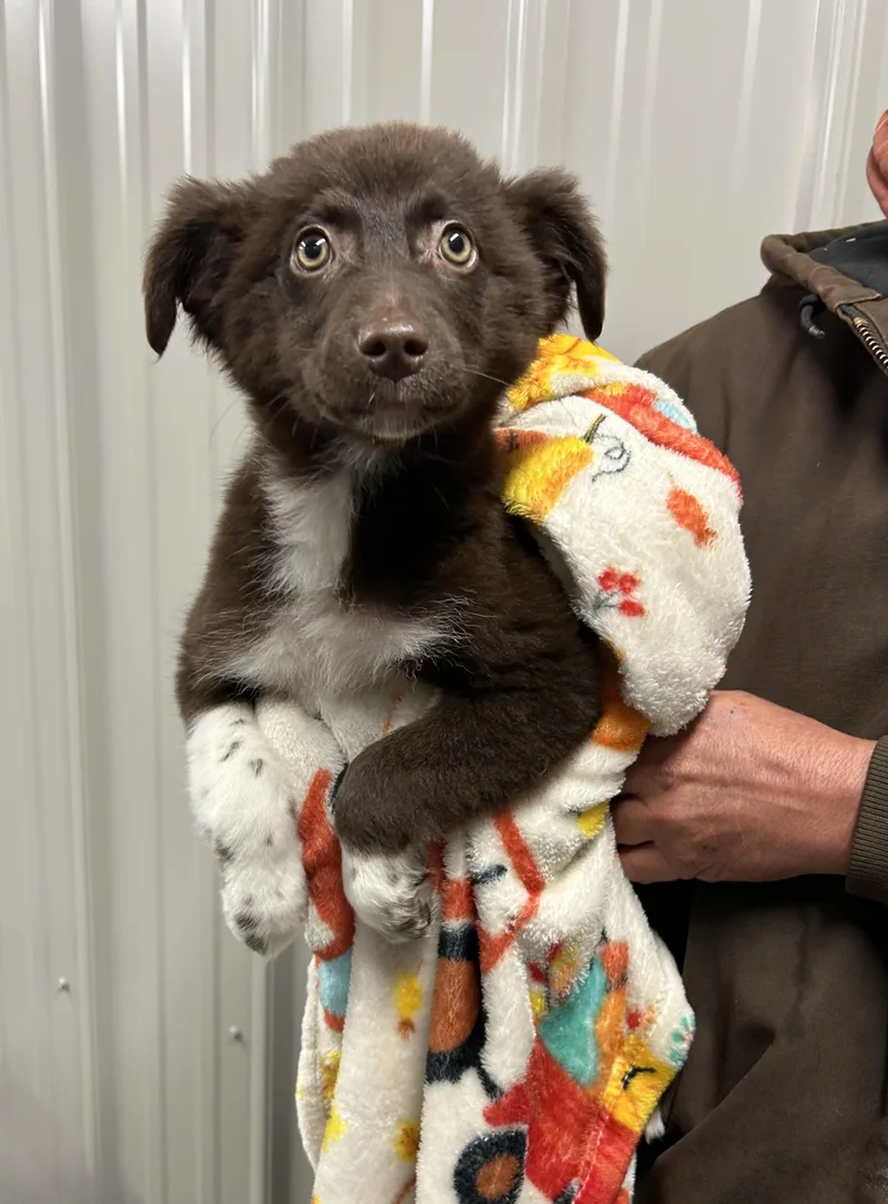 A baby medium-sized female Border Collie dog named Brownie for adoption in Moravia, NY