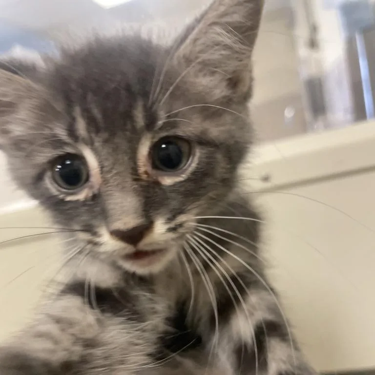 A baby small-sized male Gray / Blue / Silver Domestic Short Hair cat named Michael for adoption in Chicago, IL