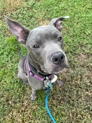 An adult large-sized male Mixed Breed dog named Master Chief for adoption in Vero Beach, FL