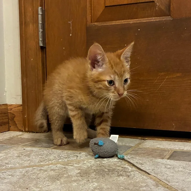 A baby small-sized male Orange / Red Domestic Short Hair cat named Benji for adoption in Carmel, IN