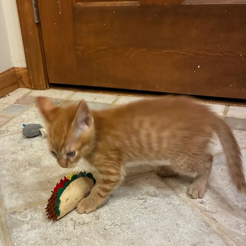 Benji thumbnail 3