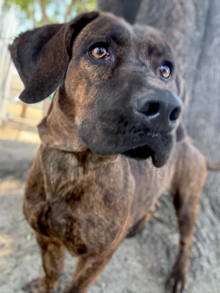 A young small-sized female Basset Hound dog named James for adoption in Los Angeles, CA