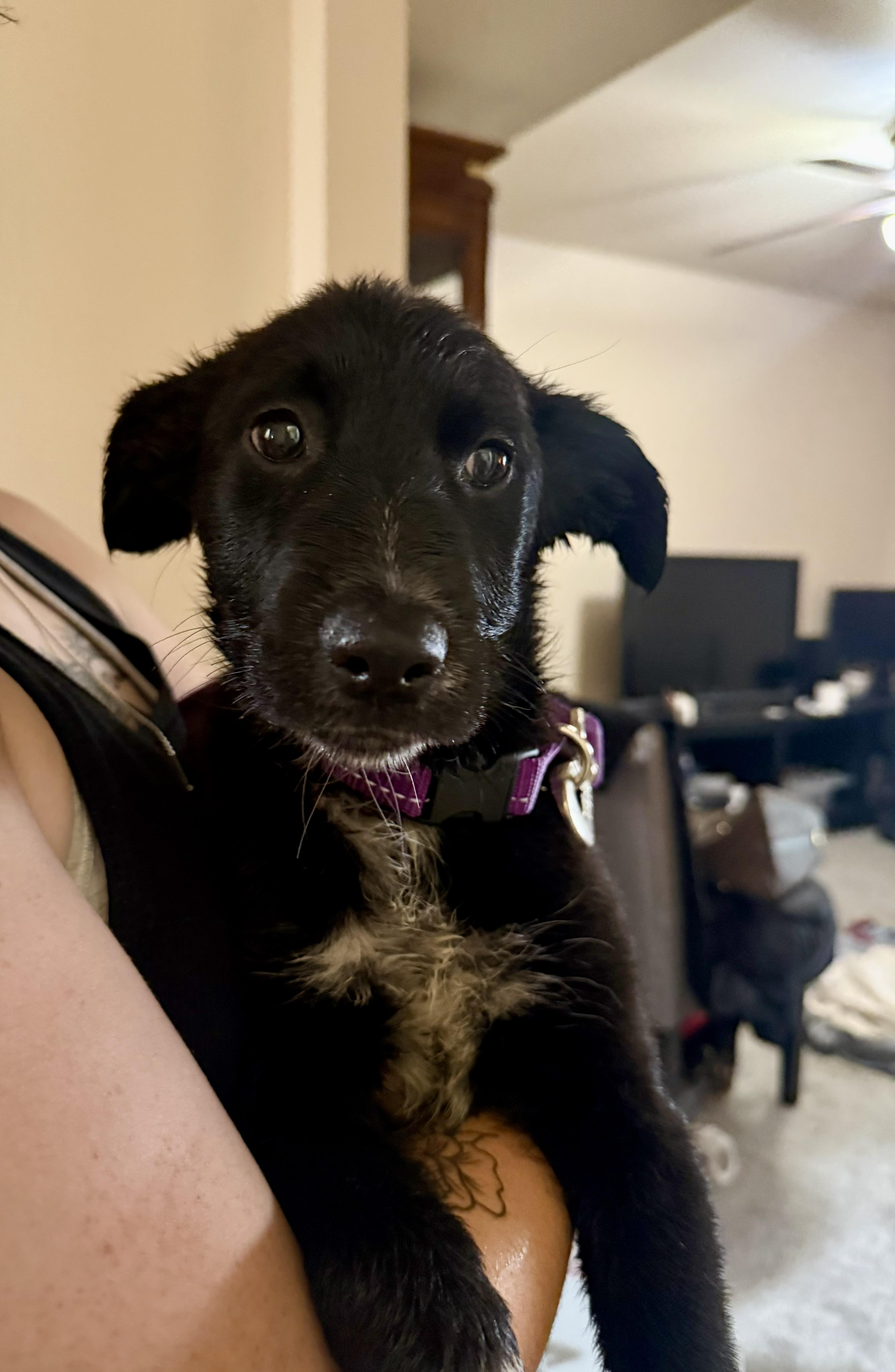 A baby medium-sized female German Shepherd Dog dog named Kitt for adoption in Gig Harbor, WA