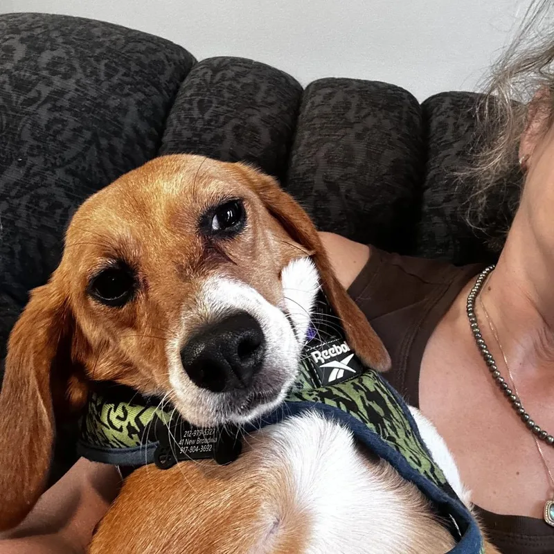 A young small-sized female Brown / Chocolate Beagle dog named Stella for adoption in Middle Village, NY