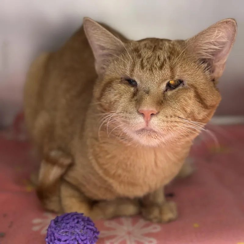 An adult medium-sized male Orange / Red Domestic Short Hair cat named Ojitos for adoption in Matteson, IL