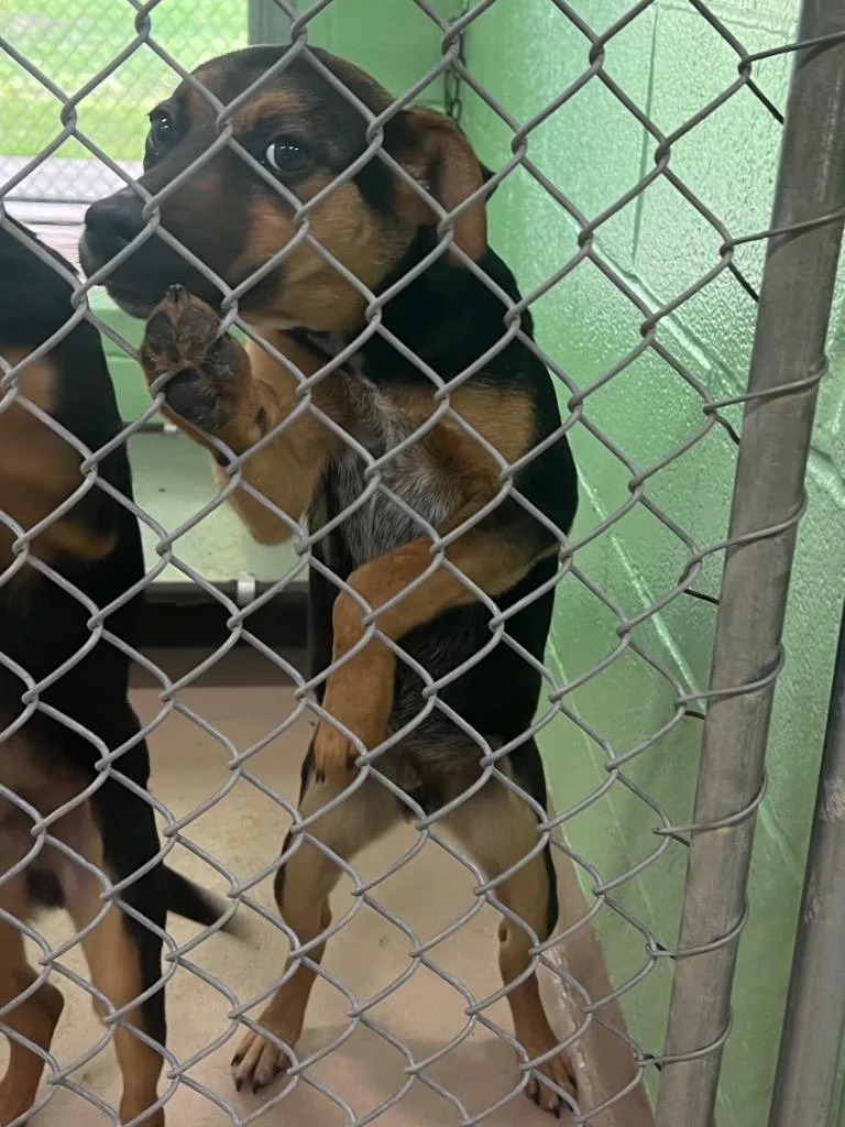 A baby large-sized male Australian Cattle Dog / Blue Heeler dog named Wallaby for adoption in Nacogdoches, TX