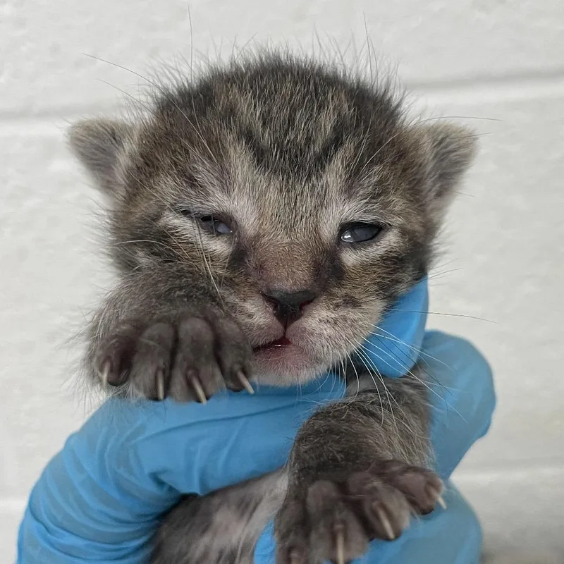 A baby small-sized female Domestic Short Hair cat named Chaparra for adoption in Edinburg, TX