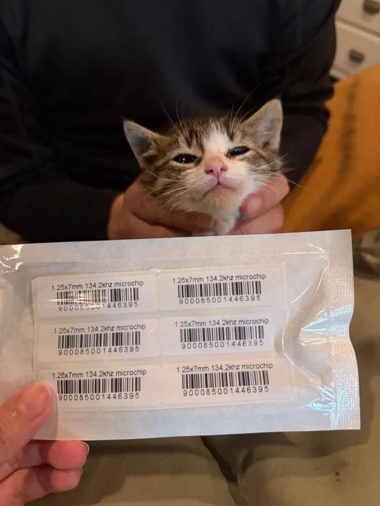 A baby small-sized male Domestic Short Hair cat named Theo for adoption in New York, NY