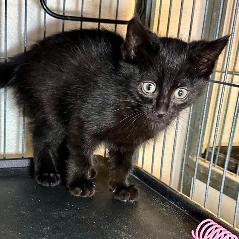 A baby medium-sized male Domestic Short Hair cat named Cheerio for adoption in Saginaw, MI