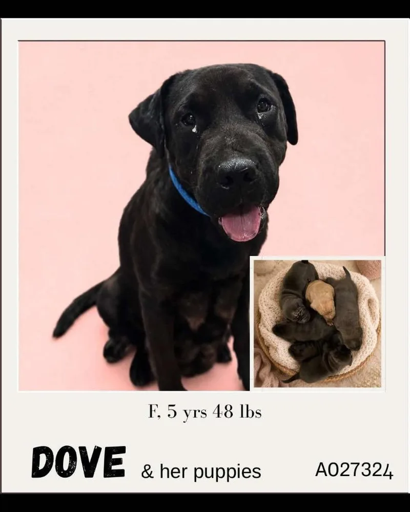 An adult medium-sized female Mixed Breed dog named Dove for adoption in Charlotte, MI