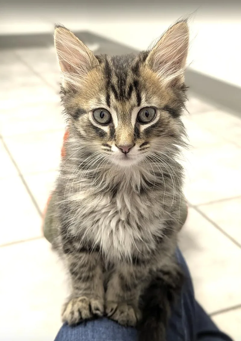 A baby medium-sized male Domestic Long Hair cat named Pierogi for adoption in Columbus, OH