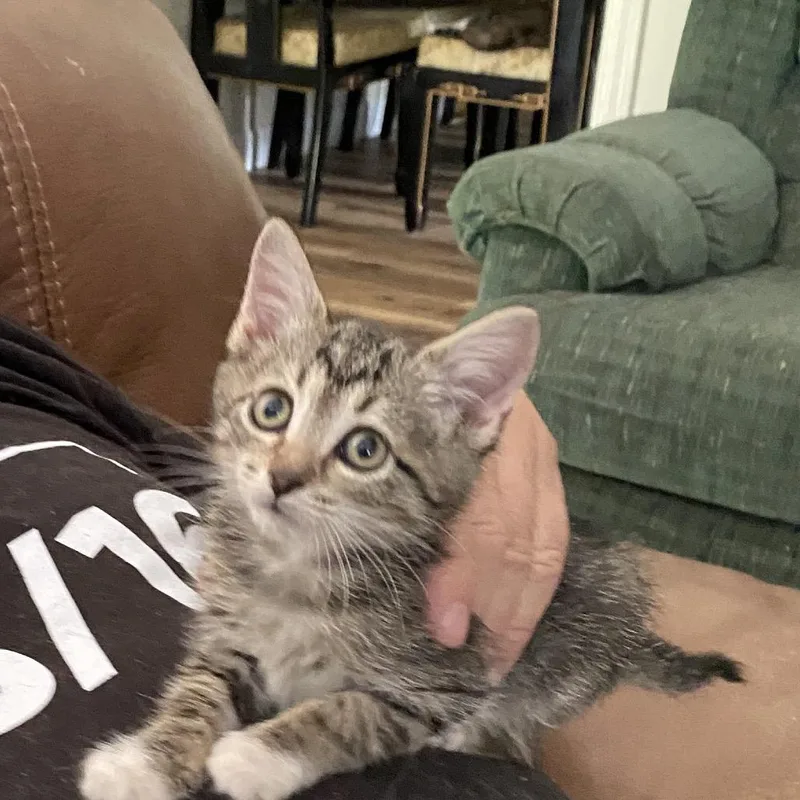 A baby small-sized female Gray / Blue / Silver Domestic Short Hair cat named Cat Damon for adoption in Chattanooga, TN