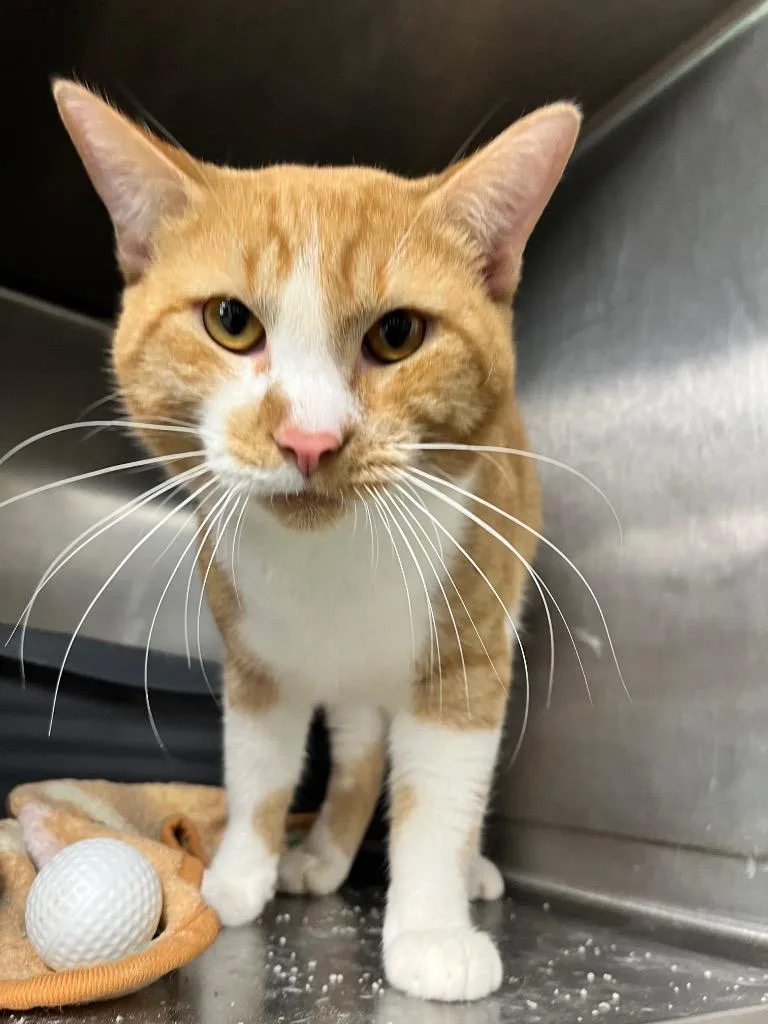 An adult large-sized male Domestic Short Hair cat named Zack for adoption in Hopkinsville, KY