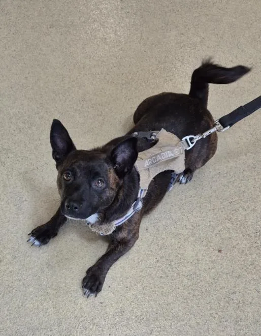 An adult small-sized female Chihuahua dog named Phyllis for adoption in Hagerstown, MD