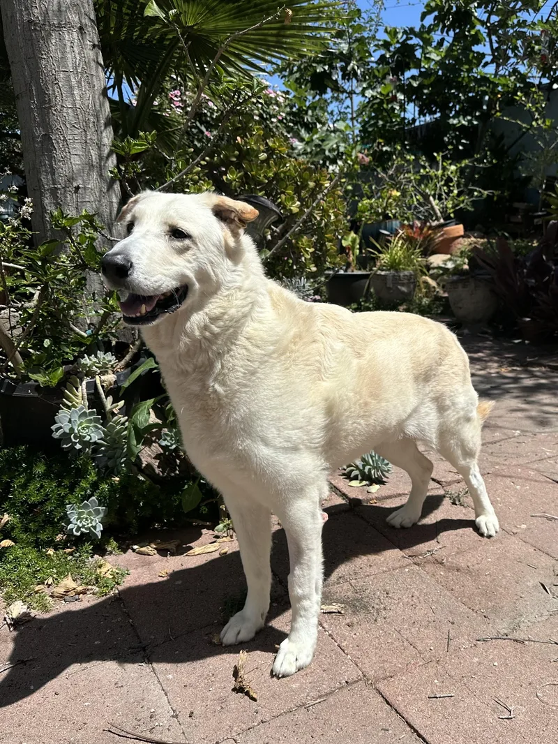 Colby Jack thumbnail 2