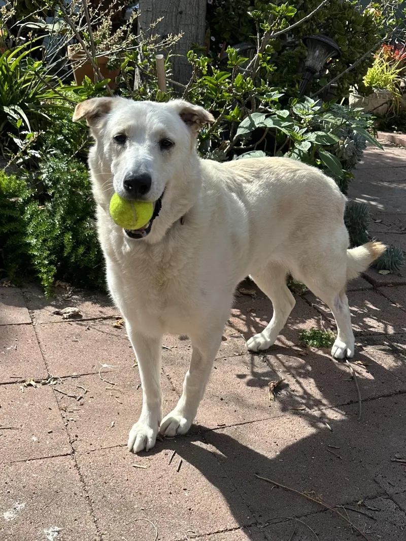 Colby Jack thumbnail 4