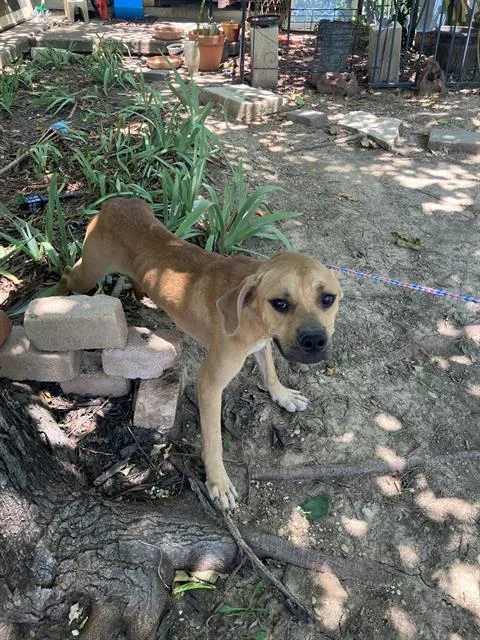 An adult medium-sized male Mixed Breed dog named Blondie for adoption in Dallas, TX