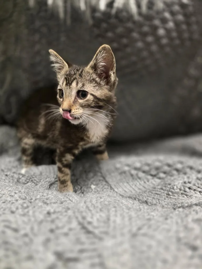 A baby medium-sized male Domestic Short Hair cat named Stewart for adoption in Portland, IN