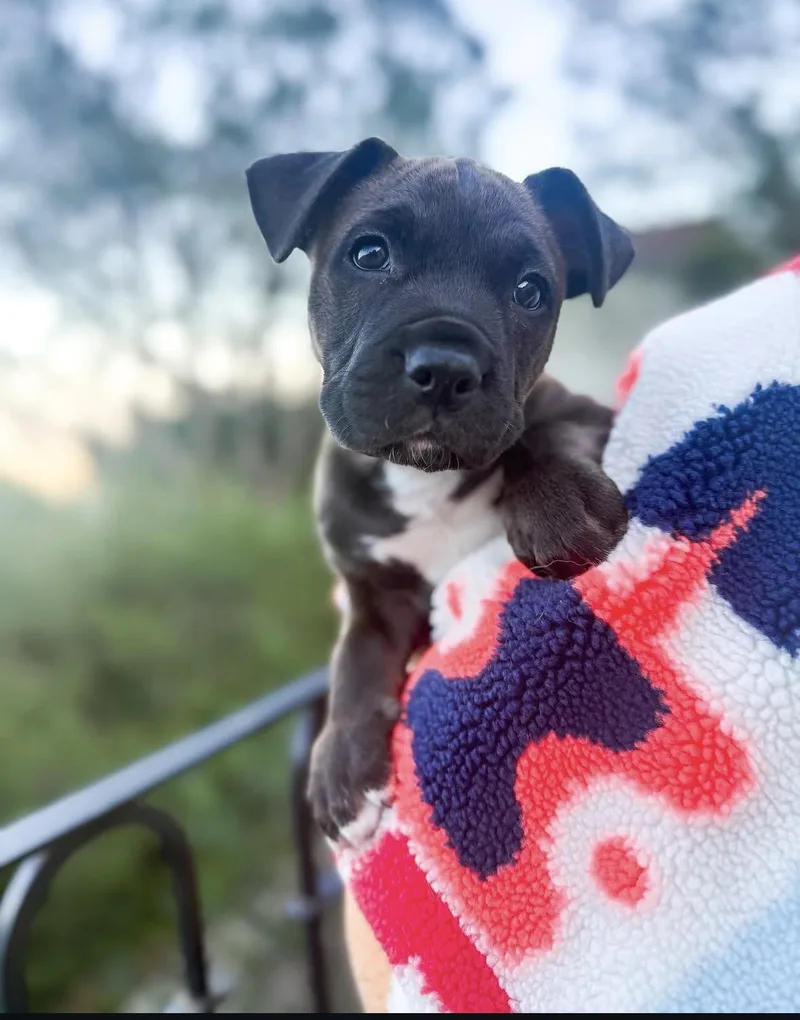 A baby medium-sized male American Staffordshire Terrier dog named Mowgli for adoption in Pasadena, CA